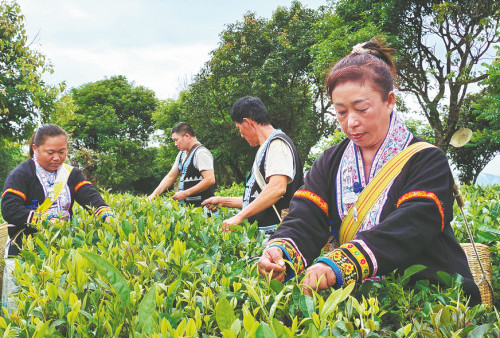 Mengenal Tradisi Bertani dan Minum Teh di Yunnan, Tiongkok