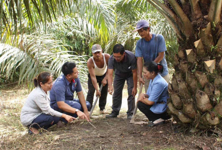 BPDP: PTPN IV PalmCo Teraktif Dampingi Peremajaan Sawit Rakyat