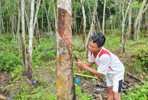 Derita Petani Karet PALI. Cuaca tak Menentu  Harga Pun Murah