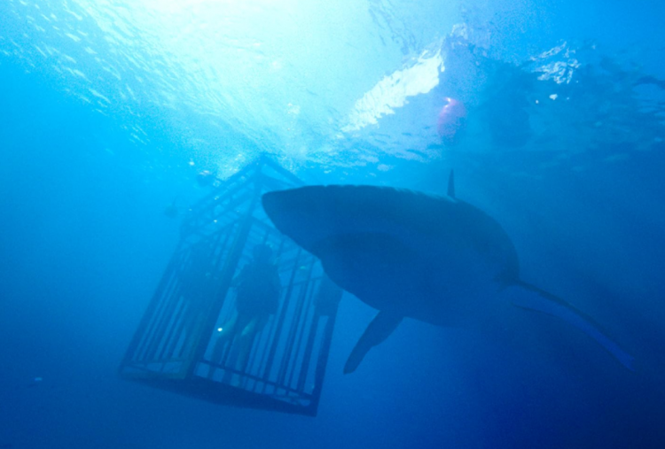 Sinopsis 47 Meters Down di Bioskop Trans TV, Liburan Jadi Petaka