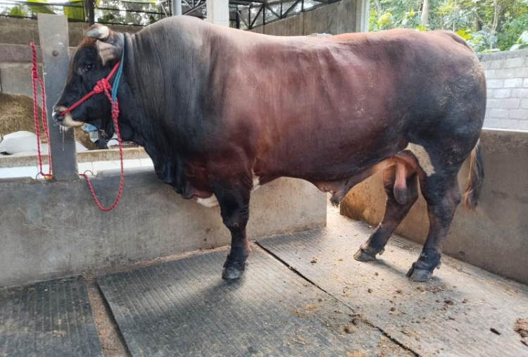 Estimasi Harga Sapi Kurban 2026 Berapa? Jenis Limosin Tembus Sekitar Rp35 Jutaan