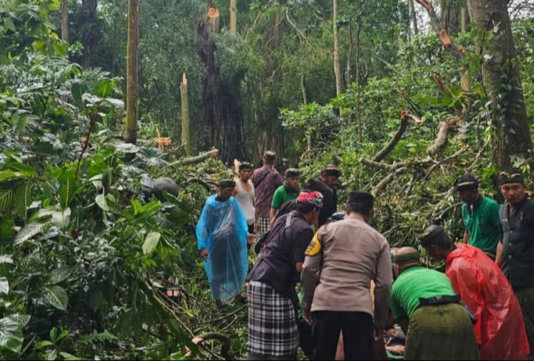 Tragis, Pohon Besar Tumbang Timpa Sejumlah Wisatawan di Monkey Forest Ubud: Dua WNA Tewas