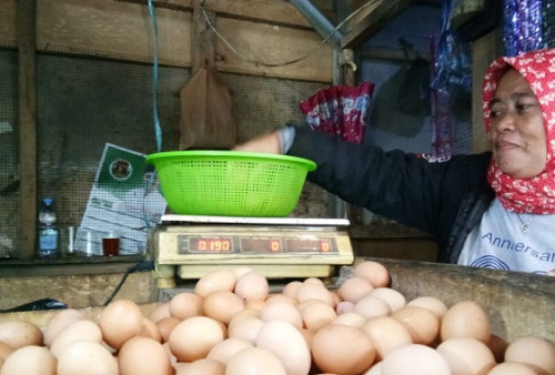 Harga Ayam dan Telur Merangkak Naik