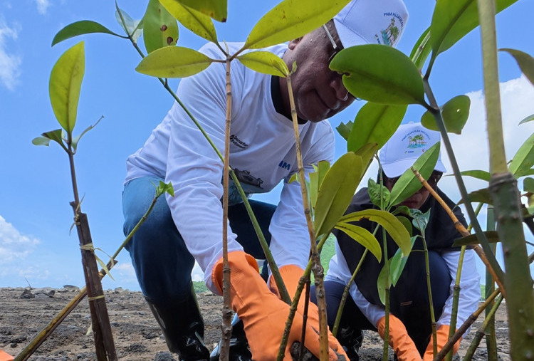 374.839 Pohon Ditanam PNM, Jejak Nyata Hijaukan Negeri di Hari Gerakan Satu Juta Pohon