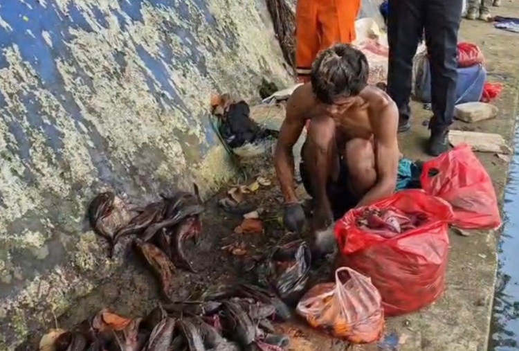 Satpol PP DKI Gagalkan Perdagangan Daging Ikan Sapu-sapu untuk Siomay