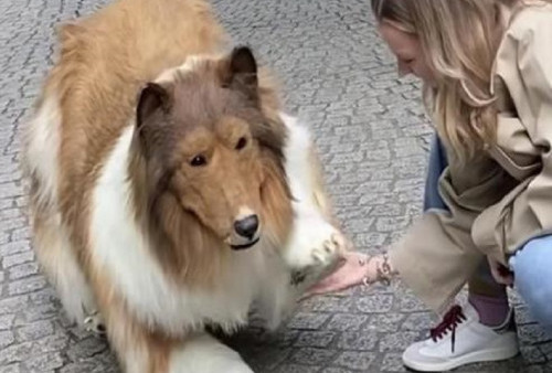 Pria Jepang Mirip Seekor Anjing untuk Pertama Kalinya Tampil di Ruang Publik: 'Mimpi Saya Terwujud!'