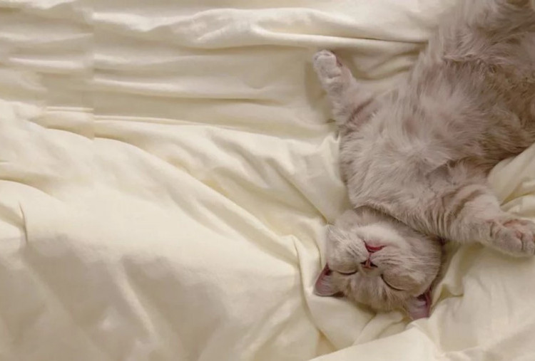 5 Manfaat Tidur Bersama Kucing, Bikin Lebih Nyaman dan Tenang