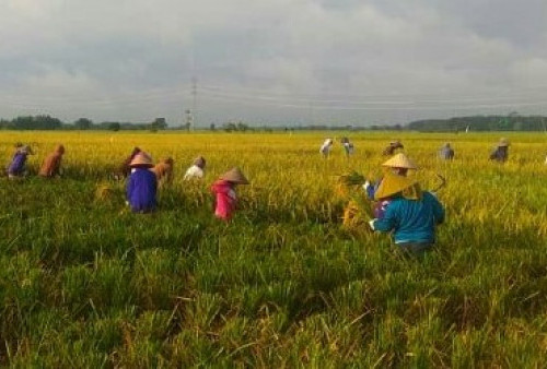 Jelang Penen, Harga Beras Turun