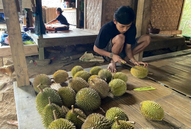 Kawasan Baduy Masuki Puncak Musim Durian, Penjualan Melimpah