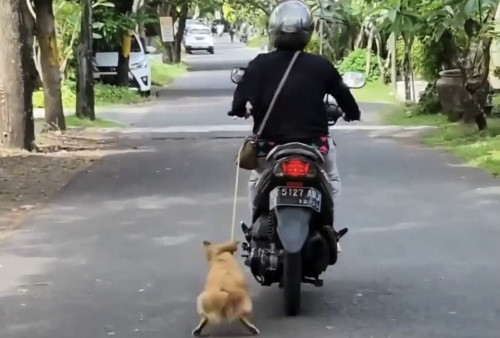Viral! Pengendara Motor Seret Anjing Hingga Berdarah, Animal Hope Shelter Langsung Turun Tangan