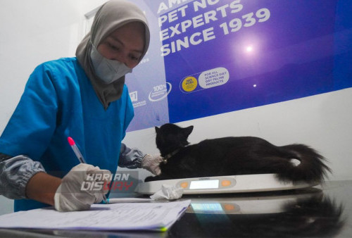 Sterilisasi Kucing Fakultas Kedokteran Hewan UWKS