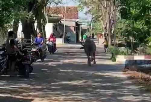 Di Kota Tasik Sapi Masuk Sumur, di Tangerang Kerbau Ngamuk Lukai 4 Orang dan Dilumpuhkan Pakai Peluru Karet