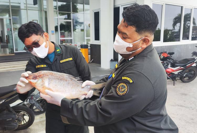 Ekspor di Perbatasan Makin Mudah, BNPP RI Fasilitasi Pengiriman Ikan ke Sarawak via PLBN Badau