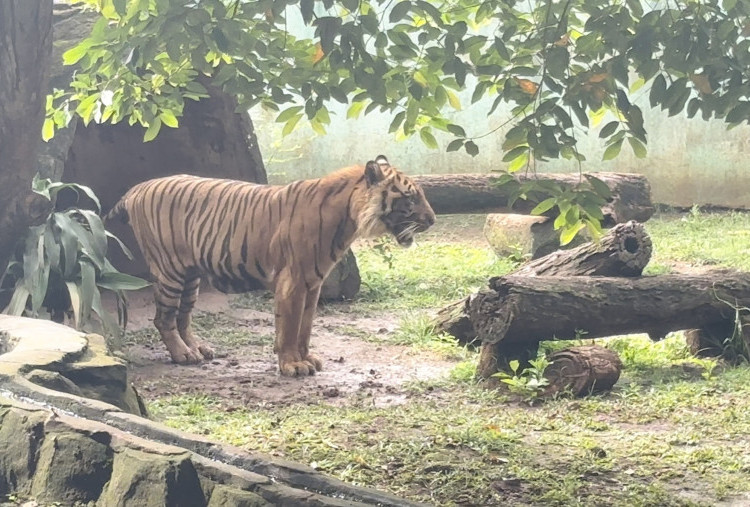 Pramono Pastikan Harimau Kurus di Ragunan yang Viral Sudah Gemuk Kembali