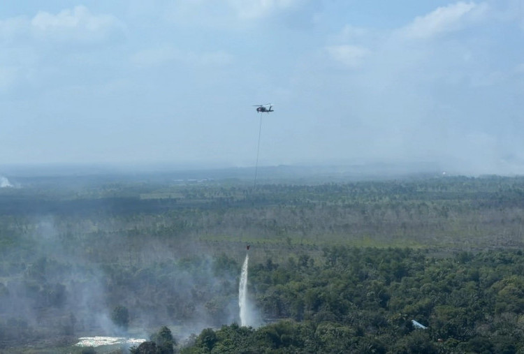 Kebakaran Hutan Mulai Meluas, BNPB Imbau Warga Tak Buka Lahan dengan Dibakar