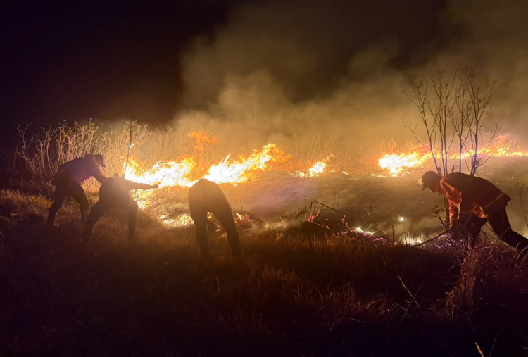 Kebakaran Hutan Bromo Hanguskan 176 Hektare Lahan, Pemadaman Terkendala Angin dan Medan Terjal 