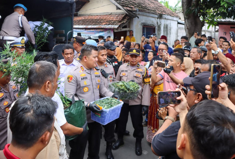 Polres Jombang Bongkar Budidaya Ganja di Rumah Kontrakan, 110 Batang Disita