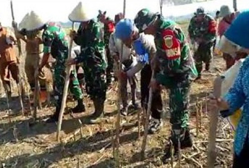 Dukung Program Ketahanan Pangan, Dandim 0405/Lahat Tanam Jagung 