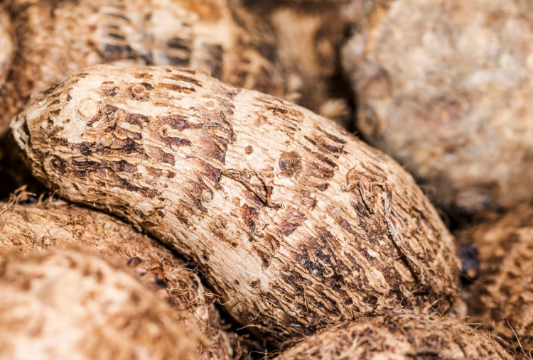 Singkong Sebagai Alternatif Nasi untuk Diet Rendah Gula dan Kenyang Lebih Lama