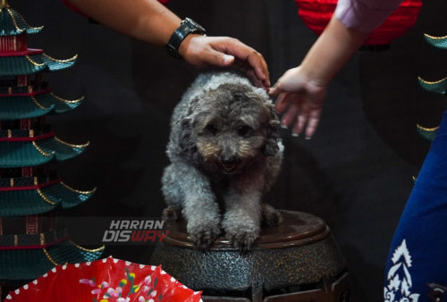 Seekor anjing bernama Uki melakukan foto season ketika berlangsungnya tradisi Man Yue yang digelar di Pakuwon Mall, Kenjeran, Surabaya, Jawa Timur, Minggu (29/1/2023). Dalam budaya Tionghoa, Upacara Man Yue atau Pesta Telur Merah merupakan bentuk rasa syukur atas kelahiran serta momen untuk memperkenalkan kepada kerabat. Namun momen ini berbeda pada umumnya, tradisi ini dilakukan pada anjing oleh pengusaha asal Surabaya, Lulu. Berawal dari kecintaannya terhadap anjing, dia ingin membahagiakan Anjing kesayangannya. Dalam momen ini Miu Miu dan Milo dua ekor anjing jenis pom yang baru berusia satu bulan akan melangsungkan prosesi Man Yue sekaligus Ultah bagi empat ekor saudaranya yang juga merupakan anjing Monna, Celine dan Hermes. 
