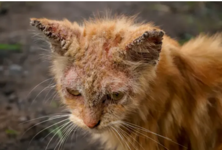 Kucing Tak Nyaman karena Ringworm, Bahan-Bahan Alami ini Ampuh untuk Melenyapkan 
