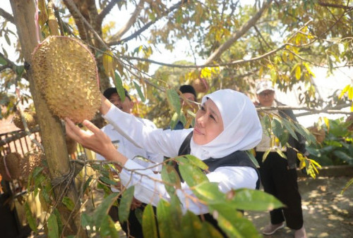 Durian Ngawi Bisa Jadi Andalan Baru