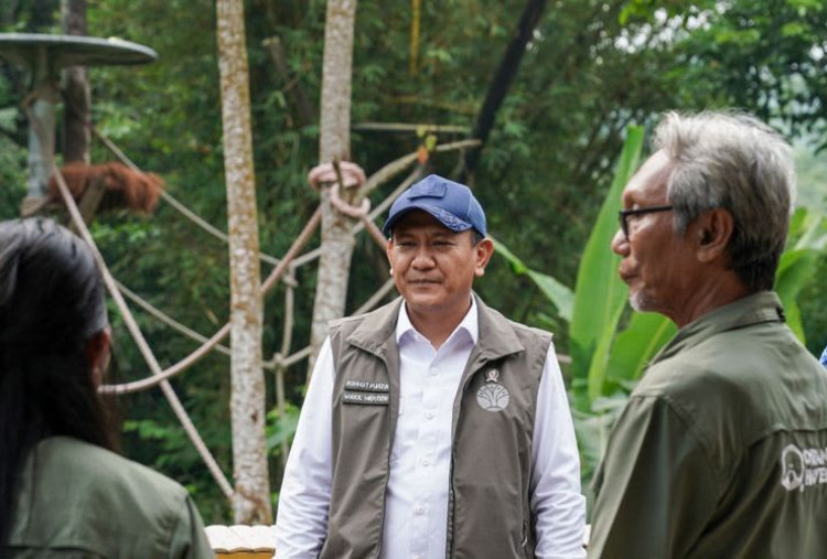 Dari Sibolangit ke Jambi, Wamenhut Lepasliarkan Empat Orangutan Sumatera Kembali ke Alam