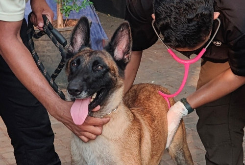 Plaza Indonesia Sampai Panggil Dokter Hewan Buntut Video Viral, Begini Kondisi Terkini Anjing yang Dipukul Security