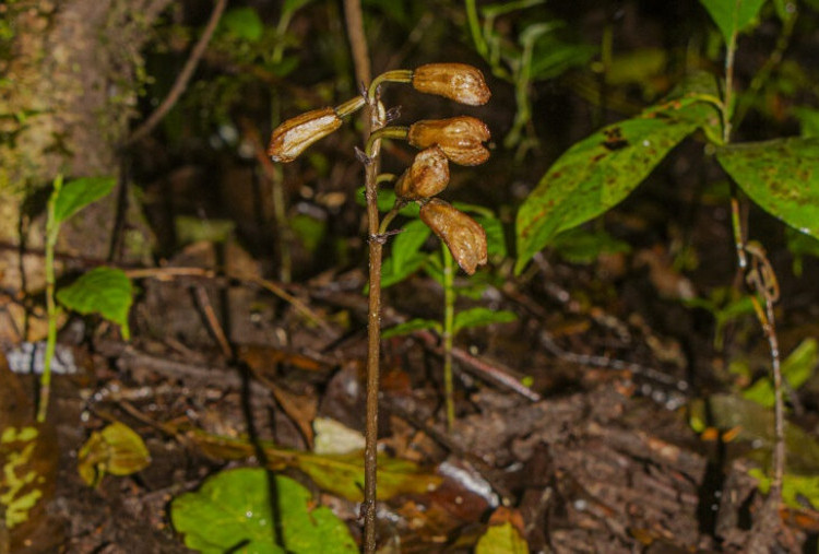 Inilah Dua Spesies Anggrek Baru yang Ditemukan TNBTS di Lereng Gunung Semeru