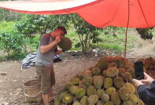Puncak Musim Durian Diprediksi Agustus