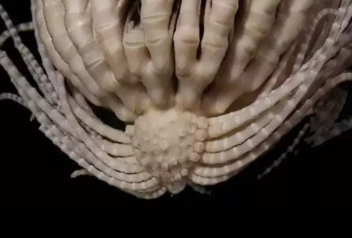 Monster Laut Spesies Baru Menakutkan Ini Miliki 20 Lengan, Mirip Facehugger di Film Alien