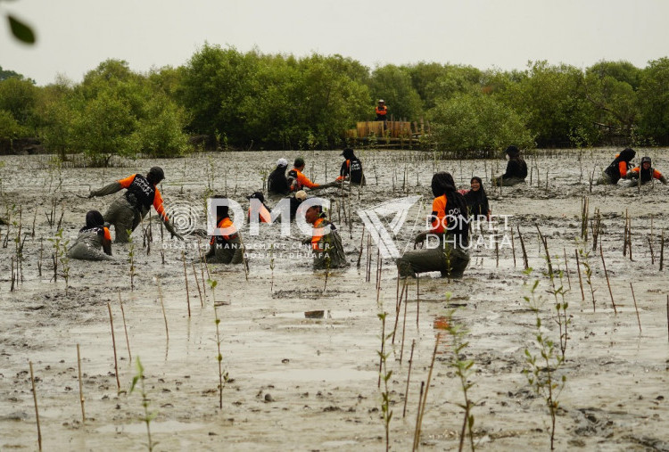 DMC Dompet Dhuafa Tanam Ribuan Mangrove, Cegah Dampak Terparah Abrasi Bagi Warga Pulau Mangare