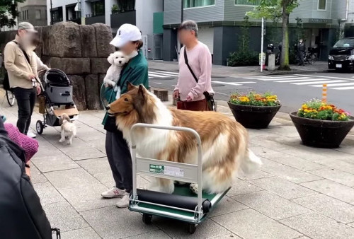Pria Jepang Ini Sudah Terobsesi Menjadi Seekor Anjing Sejak Kecil: Impian Kecil Saya Menjadi Binatang!