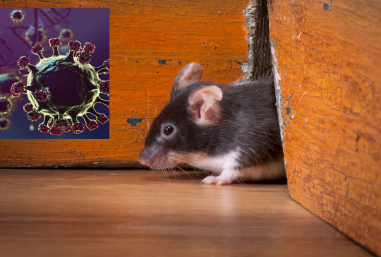 Bahaya Hantavirus Mengintai, Ini 5 Cara Ampuh Cegah Tikus Masuk ke Rumah!