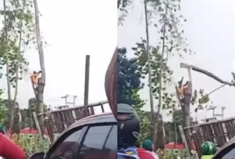 Detik-Detik Pekerja Jatuh saat Tebang Pohon di Depok, Kondisi Luka Parah