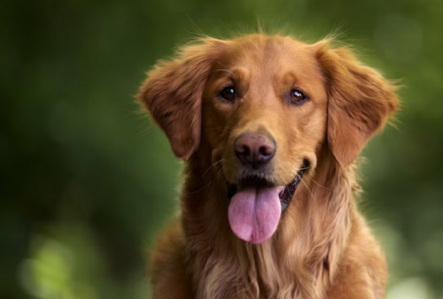 Wah! Ternyata Anjing Bisa Memahami Beberapa Kata Manusia dari Sebuah Objek Tertentu Lho