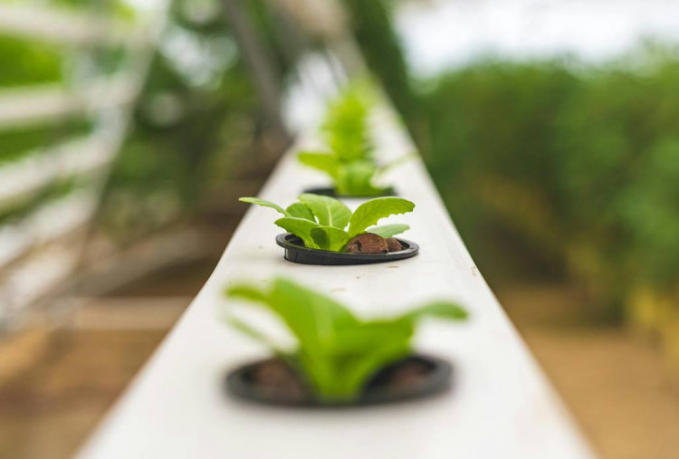 Rockwool vs Foam Lokal untuk Hidroponik 2026: Mana Lebih Hemat Air dan Efisien?