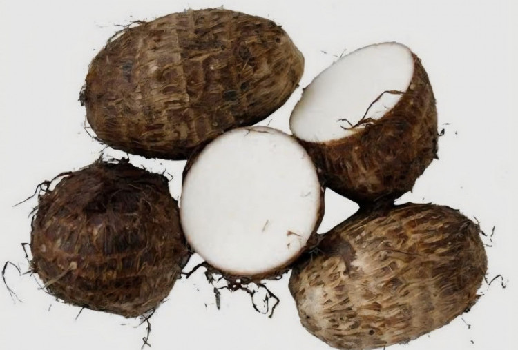 Pakar Gizi Nilai Kimpul sebagai Bahan Pangan Alternatif, Cocok Jadi Menu MBG