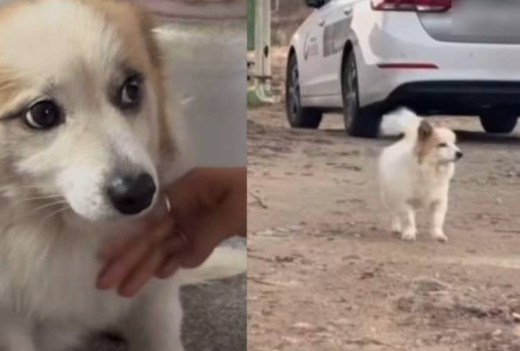 Titisan Hachiko, Harunya Kisah Pudding yang Setia Menanti 9 Pemiliknya Korban Kecelakaan Jeju Air