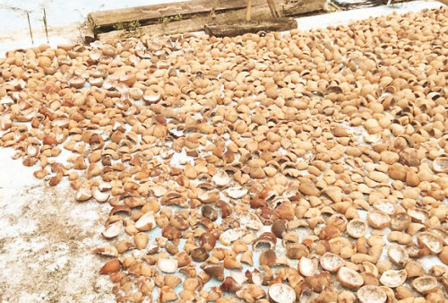 Harga Kelapa Anjlok, Petani Pangandaran Menjerit