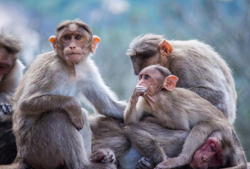 Diduga Kelaparan, Gerombolan Monyet Serang Rumah Warga