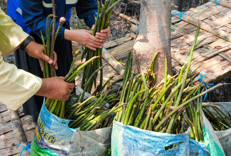 TPS Jadikan Mangrove Simbol Keberlanjutan, Rehabilitasi 22,7 Hektare Hutan Pesisir Sejak 2010
