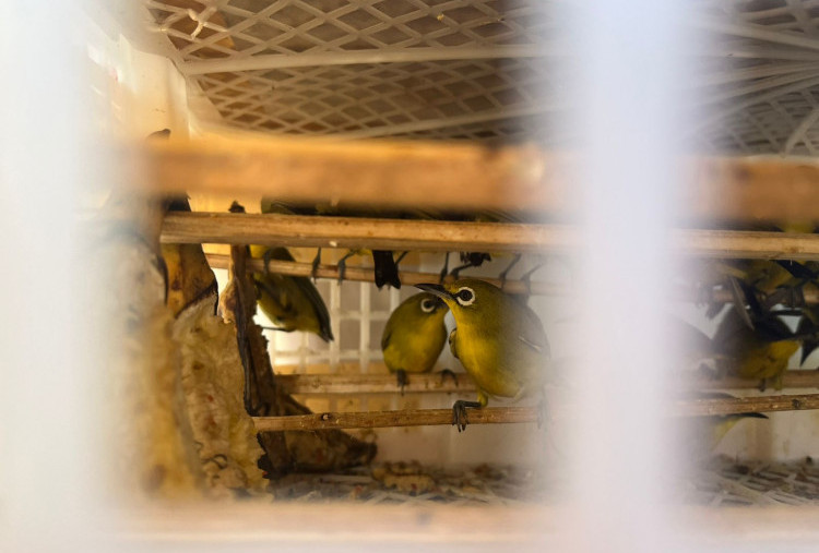 Modus Baru di Ruang CO2 Kapal, 493 Ekor Burung Ilegal Digagalkan di Pelabuhan Ketapang