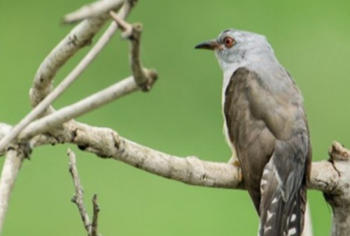 Benarkah Suara Burung Kedasih Menjadi Pertanda Malapetaka?