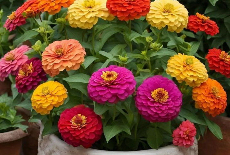 Tren Tanaman Hias Musim Hujan Februari 2026, Dari Marigold hingga Kembang Sepatu