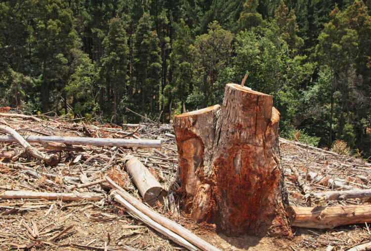 Walhi: Jawa Barat Terancam Banjir Bandang dan Longsor dengan Skala seperti Sumatra