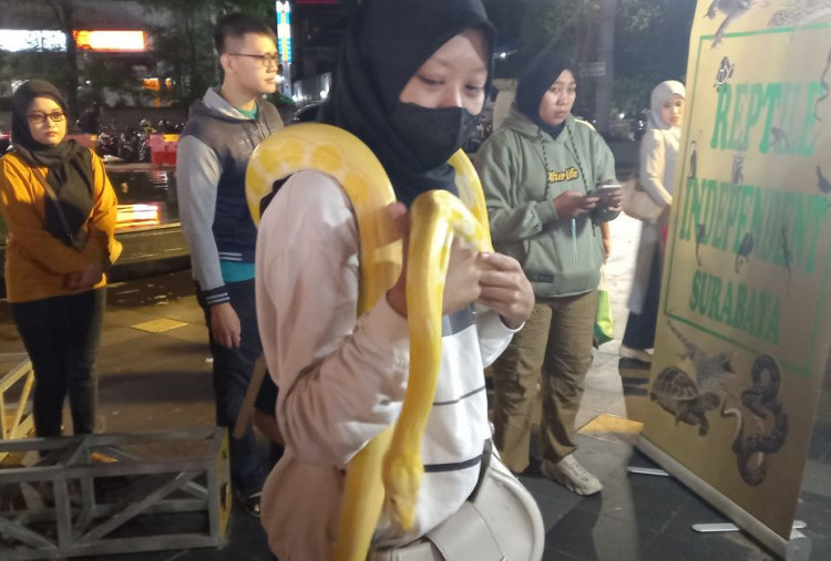 Reptile Independent Ajak Pengunjung Berkenalan Langsung dengan Ular dan Biawak