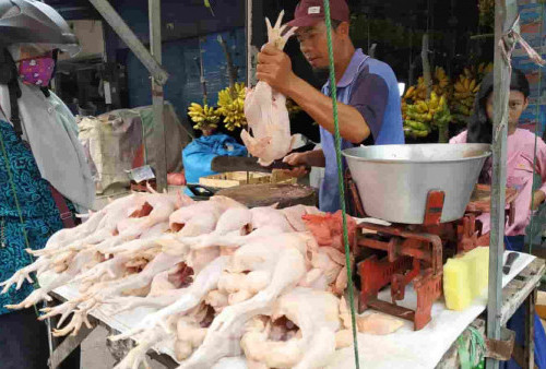 Dampak Wabah PMK, Permintaan Daging Ayam Meningkat