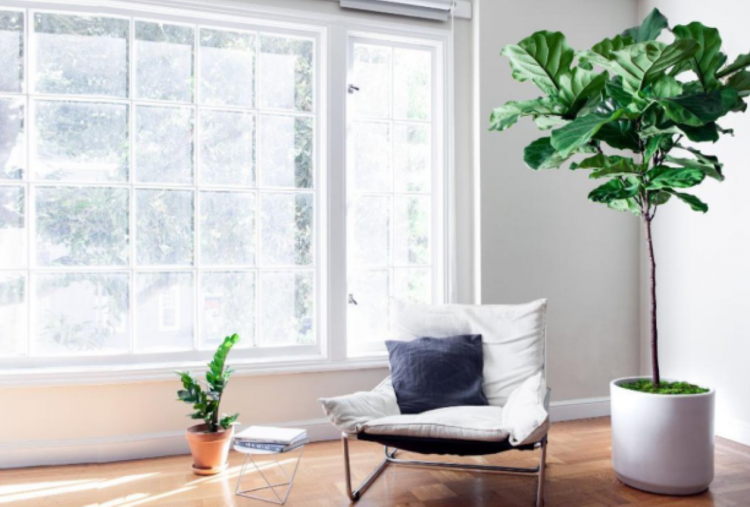 Perbandingan Tanaman Tinggi Ficus Lyrata dan Dracaena, Dekorasi Sudut Ruangan agar Lebih Hidup