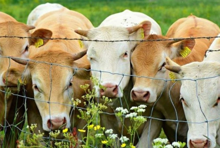 Harga Hewan Kurban 2026 Terbaru dan Tip Memilih yang Berkualitas